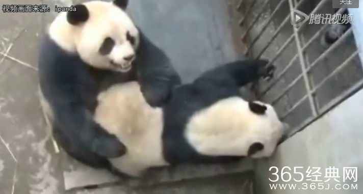 四川大熊猫持久哥走红_四川大熊猫交配时长破纪录被称持久哥_四川大熊猫交配视频在线观看