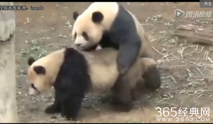 四川大熊猫持久哥走红_四川大熊猫交配时长破纪录被称持久哥_四川大熊猫交配视频在线观看