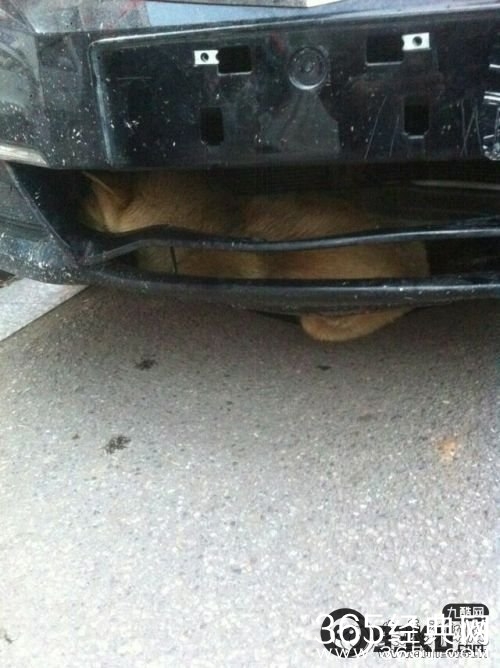 小狗被嵌进车身跑4百公里是什么牌子的车?多少钱?