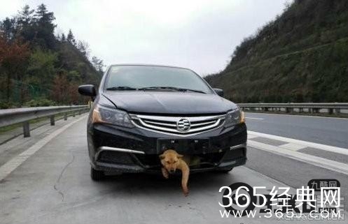 小狗被嵌进车身跑4百公里是什么牌子的车?多少钱?