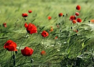 早安心语：若无其事，原来是最狠的报复