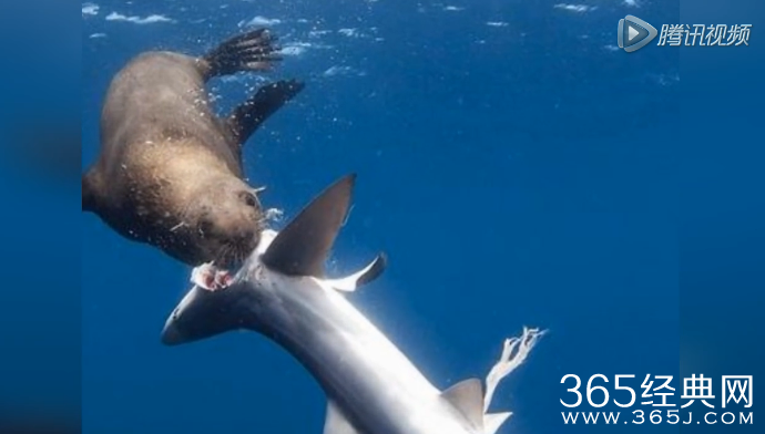 复仇海豹杀死鲨鱼_海豹杀死鲨鱼吞吃内脏后抛尸_365经典网