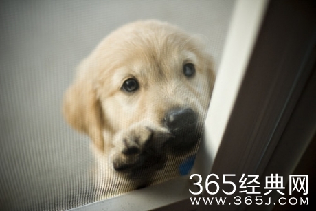 早安心语150401：伤得最深的，也总是那些最真的感情。