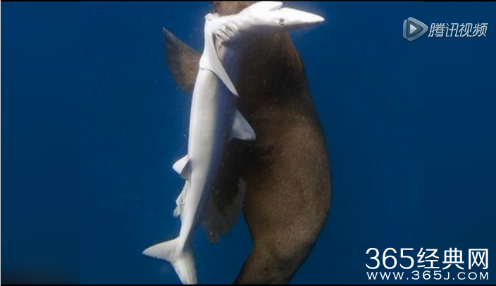 复仇海豹杀死鲨鱼_海豹杀死鲨鱼吞吃内脏后抛尸_365经典网 复仇海豹杀死鲨鱼_海豹杀死鲨鱼吞吃内脏后抛尸_365经典网