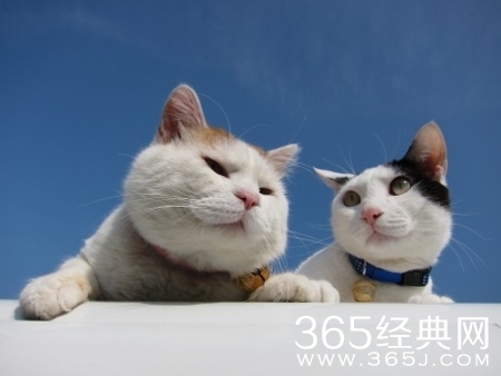 愚人节恶搞短信大集锦，让节操飞的更猛烈些吧~