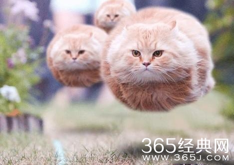 每日笑话段子：找大师算命