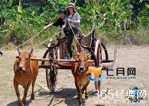 姚笛大张伟录节目牛车失控受伤照片 膝盖渗血臀部淤青