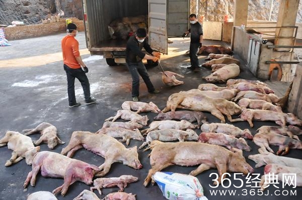 福建2000多吨病死猪肉流向餐桌 工人自己不敢吃