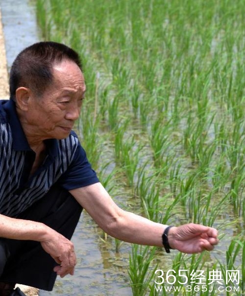 袁隆平水稻减产绝收是怎么回事 袁隆平稻大面积绝收引担忧
