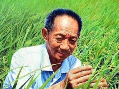 袁隆平水稻减产绝收是怎么回事 袁隆平稻大面积绝收引担忧