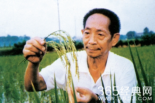 袁隆平水稻减产绝收是怎么回事 袁隆平稻大面积绝收引担忧