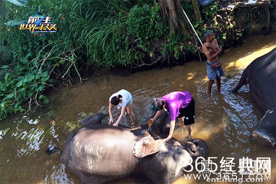 《世界的尽头》大张伟录节目遭“大象粪雨”  无惧毒蛇蜥蜴