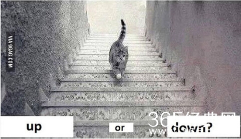 猫咪上楼下楼图片火爆网络 猫咪上楼还是下楼分析大盘点