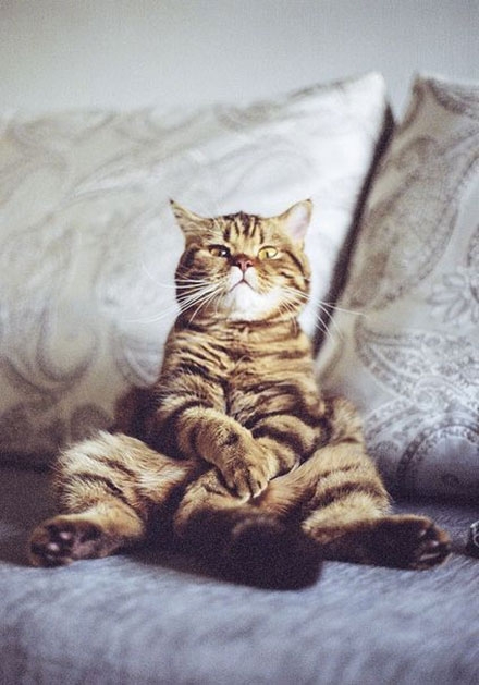 一大波表情正在逼近 喵喵表情包大热