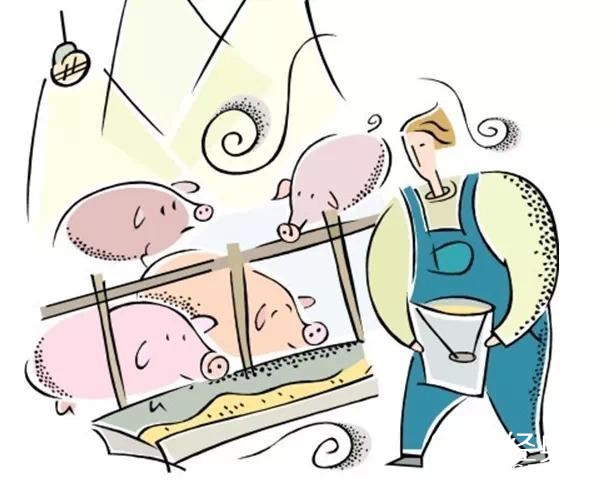 两头猪的真爱，看完哭了！