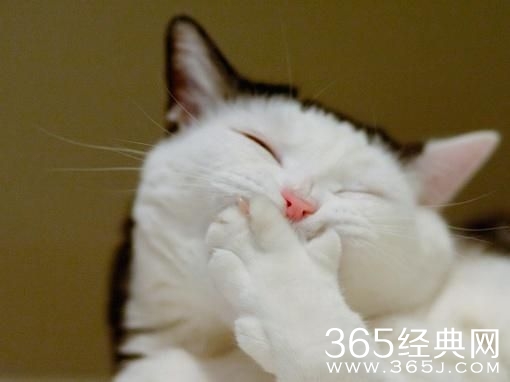 为什么有人甘愿当备胎？ 因为可以嘲笑那些连备胎都当不上的