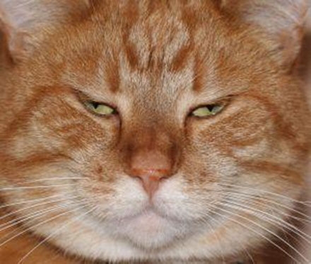 一大波表情正在逼近 喵喵表情包大热