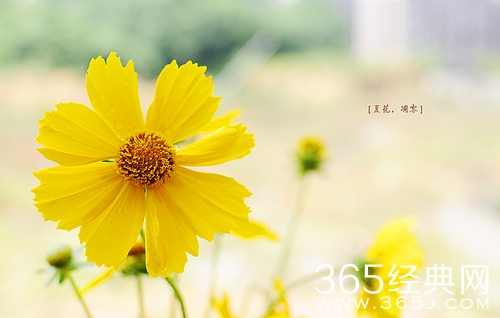 唯美的图片说说心情短语