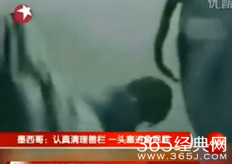 粗心导致意外的发生 认真清理兽栏一头塞进象屁屁