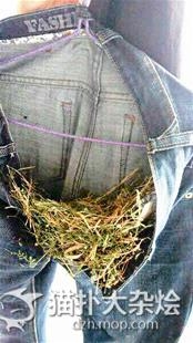 牛仔裤在阳台晾两天竟有鸟儿筑巢又下蛋_喜欢牛仔裤筑巢的鸟儿_365经典网