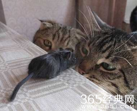 每日笑话段子：基情才是真爱