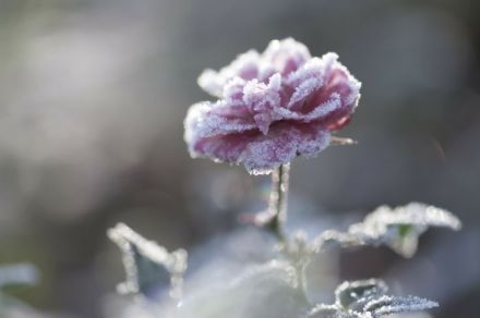 虚伪与祝福哪种真实？