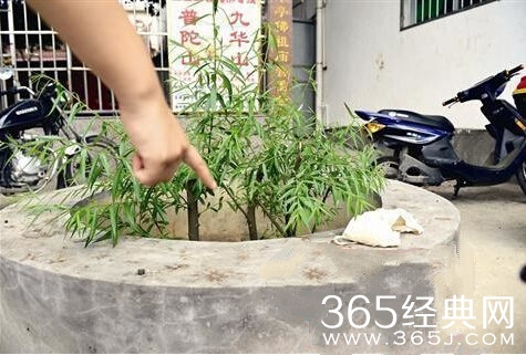 漳州市芗城区北斗中学女生被扒上衣照片_北斗中学女生遭围殴视频在线观看下载_365经典网