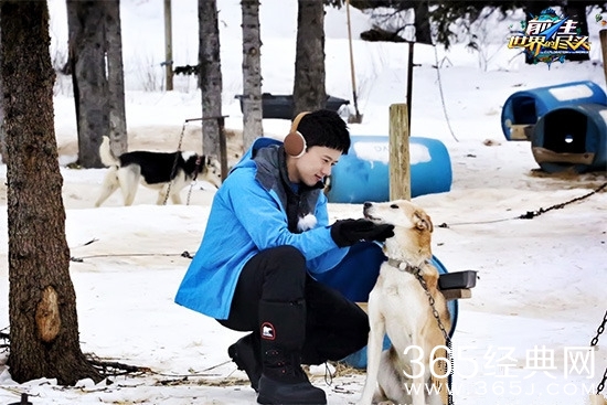 《前往世界的尽头》张杰录节目玩狗拉雪橇遭翻车