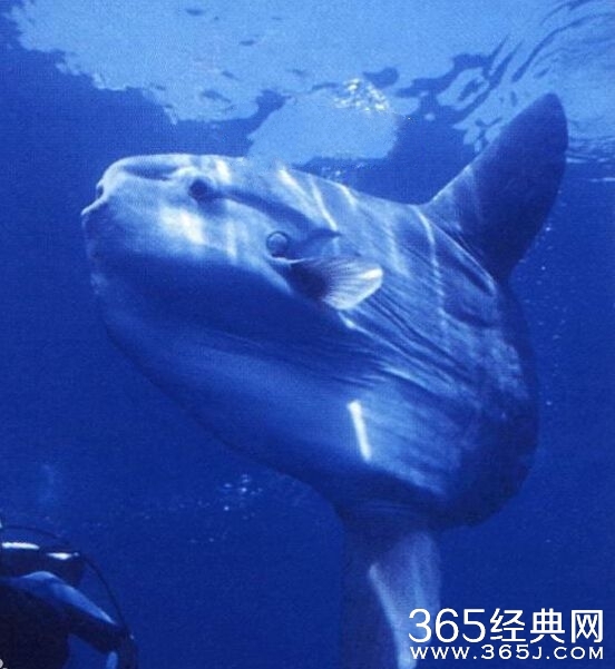 翻车鱼为什么叫翻车_翻车鱼吃什么分布范围_365经典网