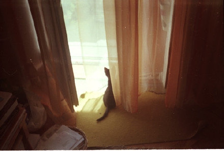 早安心语：生命可以随心所欲，但不能随波逐流