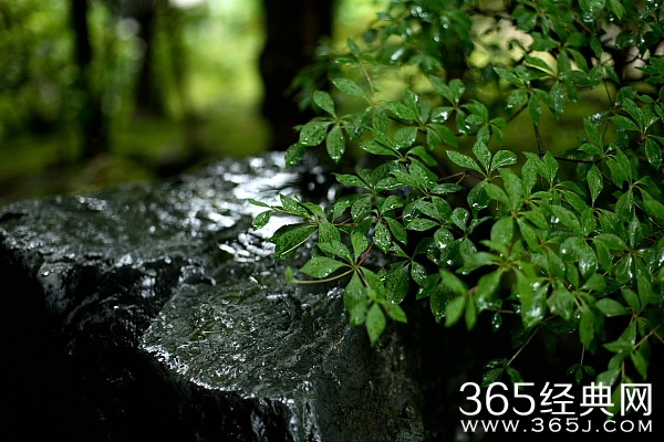 厄运不散，优雅到底