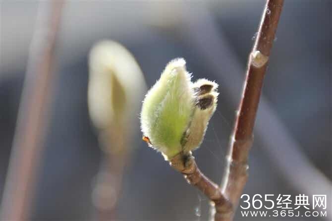 人生的四种境界