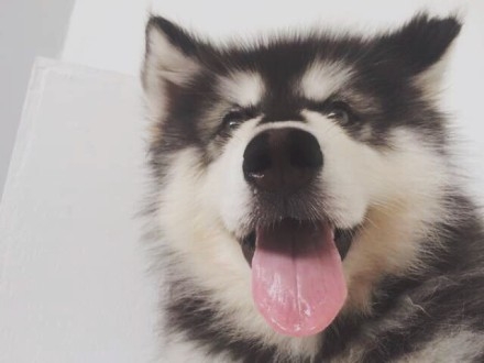 动物从天而降！西安一男子看电影时遭意外吓抽搐