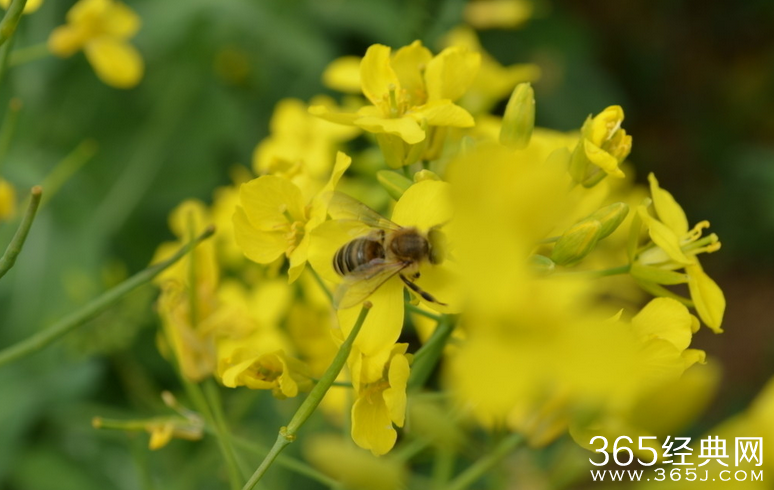 世界这么忙，柔弱给谁看
