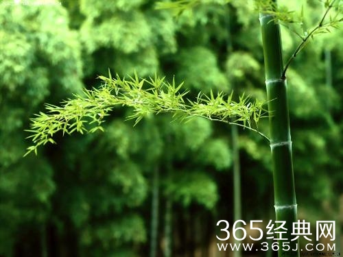 竹下忘言对紫茶