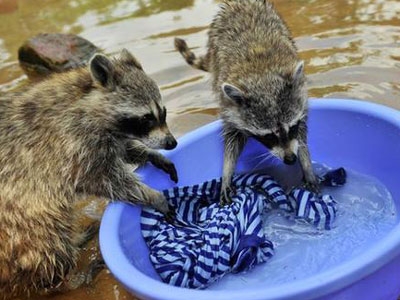 浣熊洗衣服萌贱萌贱开心过五一