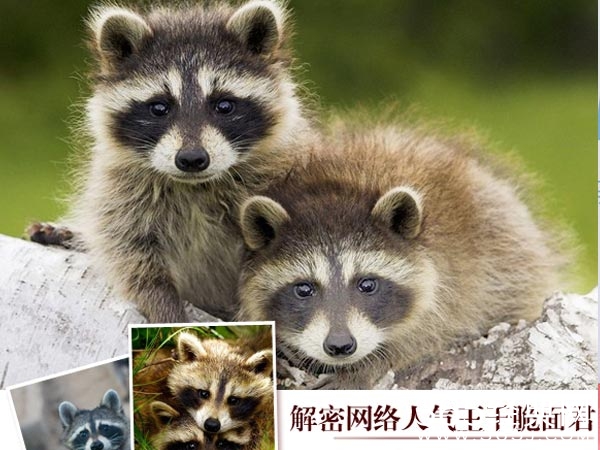 浣熊洗衣服萌贱萌贱开心过五一