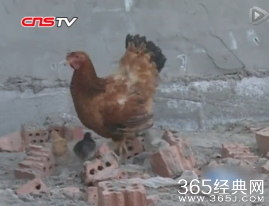 实拍老鹰抓小鸡幼崽 视频在线观看_老鹰抓小鸡反遭母鸡反扑压身_365经典网