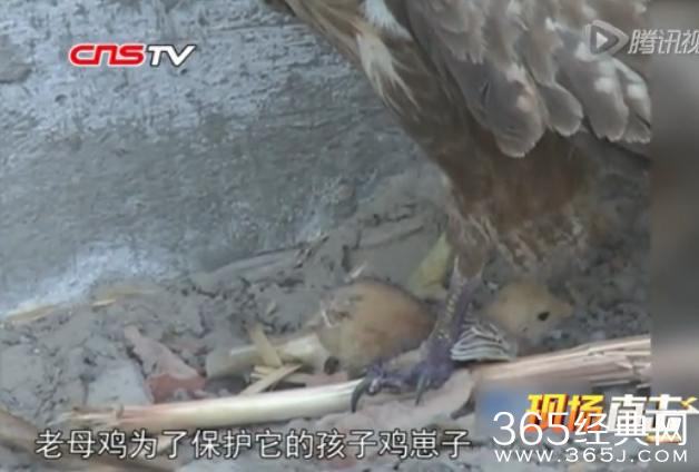 实拍老鹰抓小鸡幼崽 视频在线观看_老鹰抓小鸡反遭母鸡反扑压身_365经典网