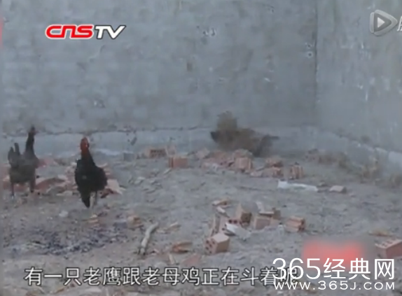 实拍老鹰抓小鸡幼崽 视频在线观看_老鹰抓小鸡反遭母鸡反扑压身_365经典网