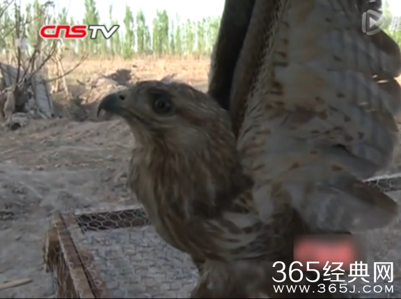 实拍老鹰抓小鸡幼崽 视频在线观看_老鹰抓小鸡反遭母鸡反扑压身_365经典网