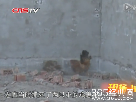实拍老鹰抓小鸡幼崽 视频在线观看_老鹰抓小鸡反遭母鸡反扑压身_365经典网