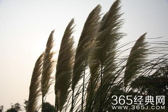 小学语文必备142名句，你知道多少