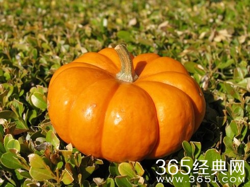 南瓜的力量