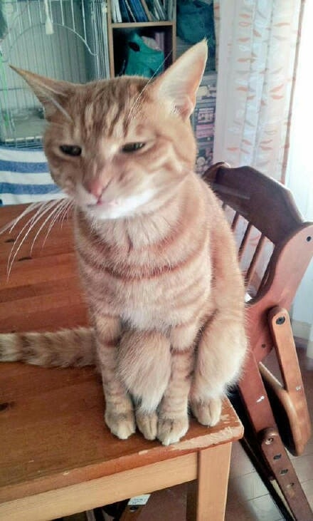 坐姿奇怪的猫