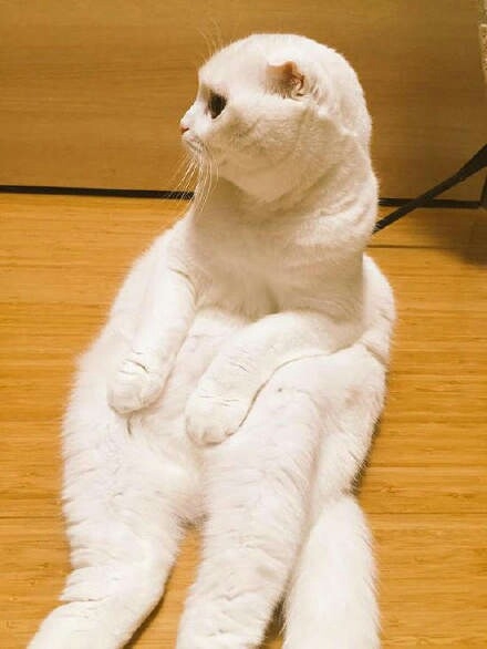 坐姿奇怪的猫
