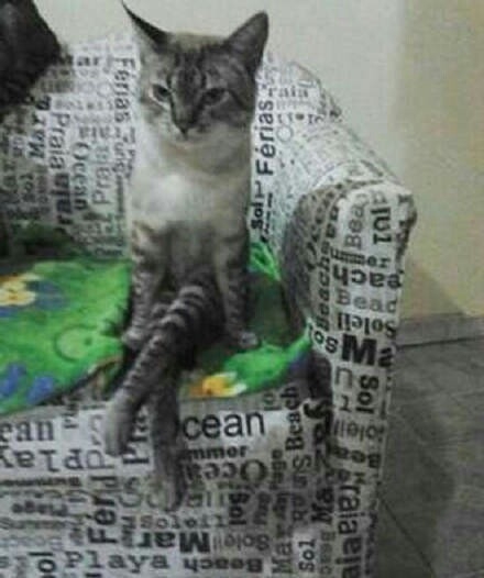 坐姿奇怪的猫