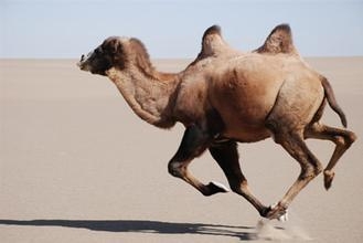 一个让人读了又读的故事：骆驼是怎样打败狼的？