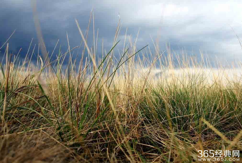 成也梦想，败也梦想