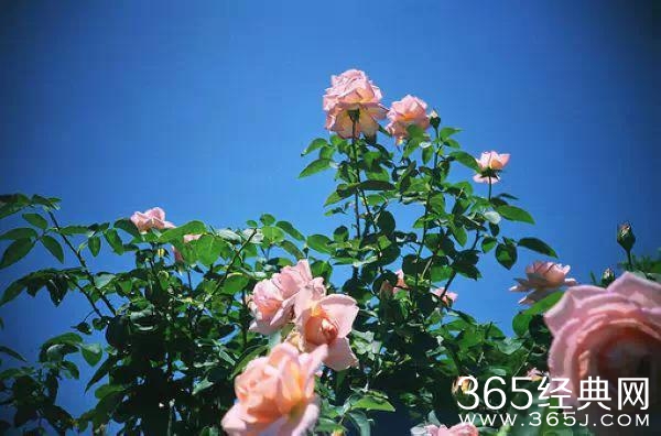 没有可不可以，只有愿不愿意